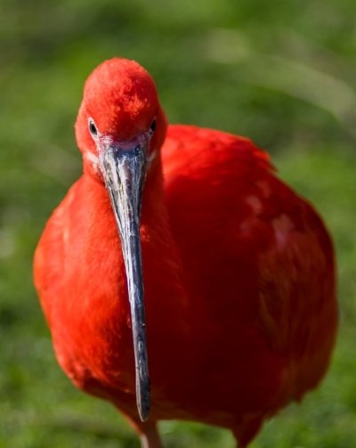 Roland Seichter Fotografie - Tierfotografie - Roter Ibis