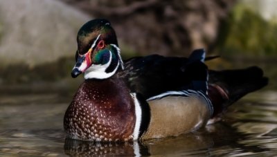 Roland Seichter Fotografie - Tierfotografie - Mandarinente