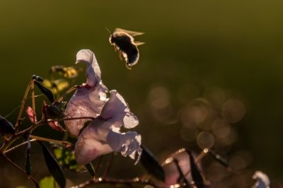 Roland Seichter Fotografie - Tierfotografie - Hummel im Anflug