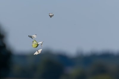 Roland Seichter Fotografie - Tierfotografie - Ein paar Schmetterlinge spielen im Wind