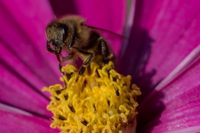 Roland Seichter Fotografie - Tierfotografie - Biene in einer Blüte