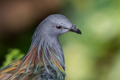 Roland Seichter Fotografie - Tierfotografie - Portrait einer besonderen Taube