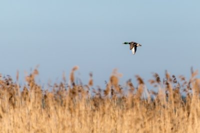 Roland Seichter Fotografie - Tierfotografie - Erpel im Flug