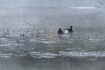 Roland Seichter Fotografie - Tierfotografie - Zwei Enten auf dem Wasser