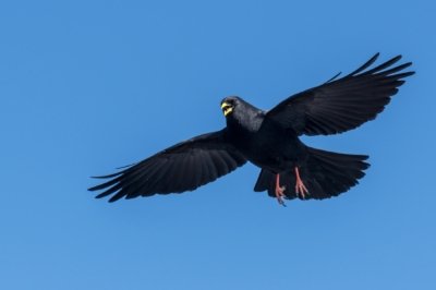 Roland Seichter Fotografie - Tierfotografie - Rabe im Anflug