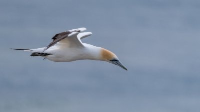 Roland Seichter Fotografie - Tierfotografie - Basstölpel im Flug