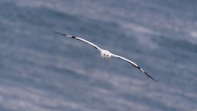 Roland Seichter Fotografie - Tierfotografie - Basstölpel im Flug, frontal fotografiert