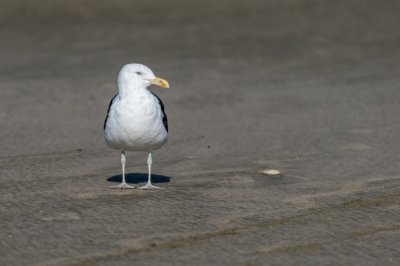 Roland Seichter Fotografie - Tierfotografie - Möve auf dem Strand