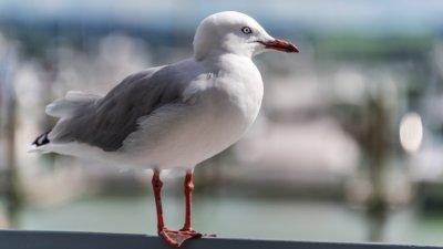 Roland Seichter Fotografie - Tierfotografie - Möve in Nahaufnahme
