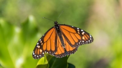 Roland Seichter Fotografie - Tierfotografie - Schmetterling, orange