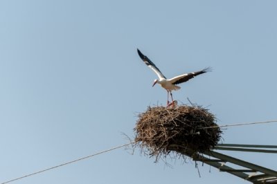 Roland Seichter Fotografie - Tierfotografie - Storch im Abflug von seinem Nest