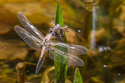 Roland Seichter Fotografie - Tierfotografie - Geschlüpfte Libelle