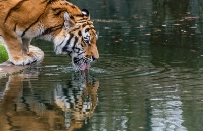 Roland Seichter Fotografie - Tierfotografie - Trinkender Tiger