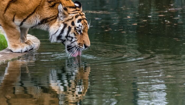 Roland Seichter Fotografie - Tierfotografie - Trinkender Tiger