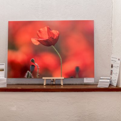 Roland Seichter Fotografie - Ausstellungen - Toscana nella nebbia im Allgäu. Variante 19