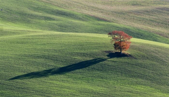 Roland Seichter Fotorgafie - Landschaftsfotografie - Blöick auf einen einzelnen Baum, der in einem toskanischen Feld steht