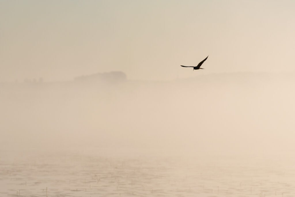 Roland Seichter Fotografie - Minimalistische Fotografie - Eine Möve fliegt in einer Nebelstimmung über den See