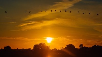 Roland Seichter Fotografie - Landschaftsfotografie - Eine Landschaft mit untergehender Sonne, alles in orange, einige Kraniche fliegen in eine Linenformation vorbei