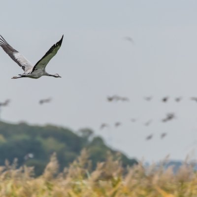 Roland Seichter Fotografie - Tierfotografie - Wettbewerbserfolg Bild 6