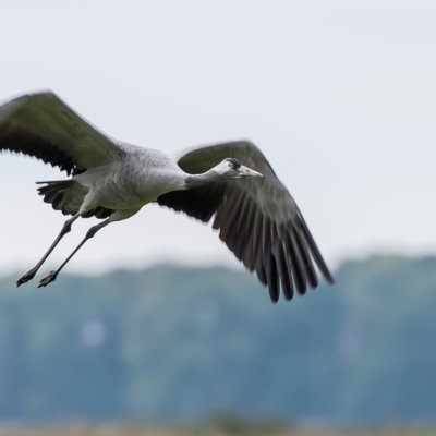 Roland Seichter Fotografie - Tierfotografie - Wettbewerbserfolg Bild 4