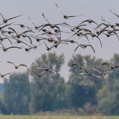 Roland Seichter Fotografie - Tierfotografie - Wettbewerbserfolg Bild 3