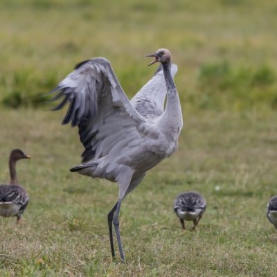 Roland Seichter Fotografie - Tierfotografie - Wettbewerbserfolg Bild 2