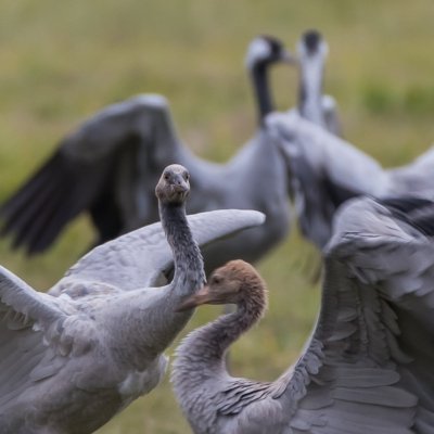 Roland Seichter Fotografie - Tierfotografie - Wettbewerbserfolg Bild 1