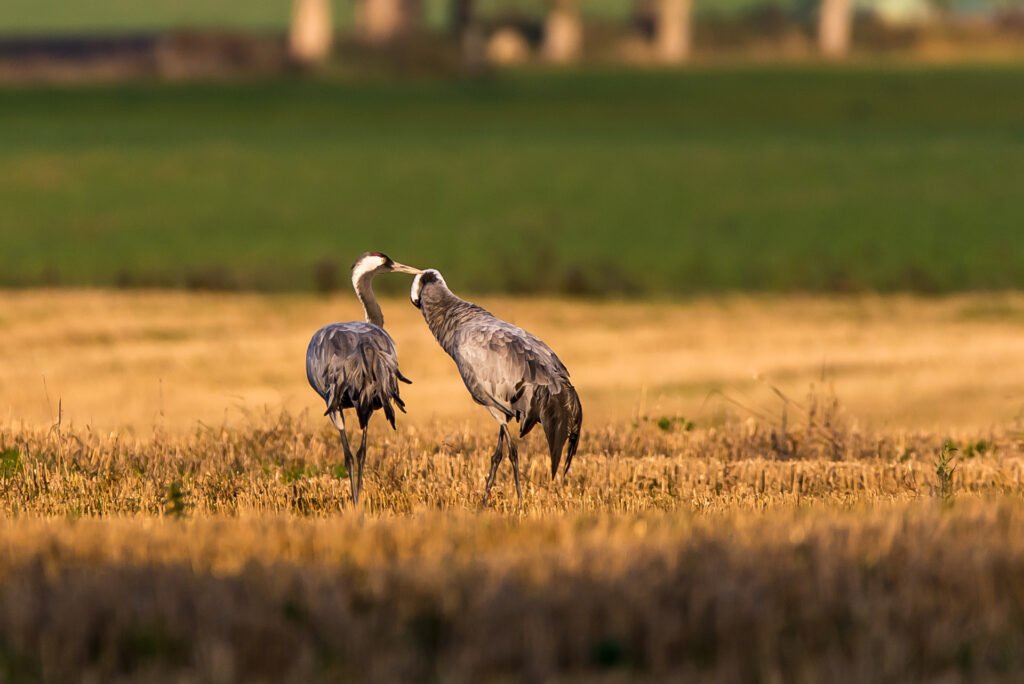 Roland Seichter Fotografie - Tierfotografie - Wettbewerbserfolg Bild 9