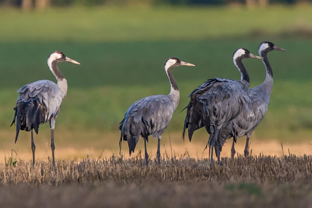 Roland Seichter Fotografie - Tierfotografie - Wettbewerbserfolg Bild 8