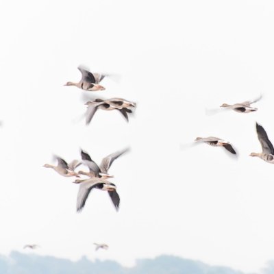 Roland Seichter Fotografie - Fotowettbewerbe - Wegfliegende Wildgänse, die Belichtungszeit ist so lang, dass die Flügel leicht verschwimmen. Fotografie als HighKey ausgearbeitet