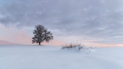 Roland Seichter Fotografie - Minimalistische Fotografie - Baum im Winter mit realen Farben dargestellt