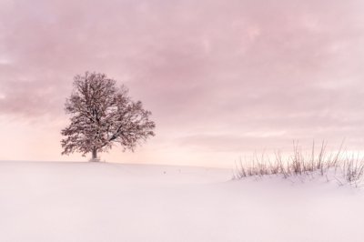 Roland Seichter Fotografie - Minimalistische Fotografie - Baum im Winter - monochrom rosa