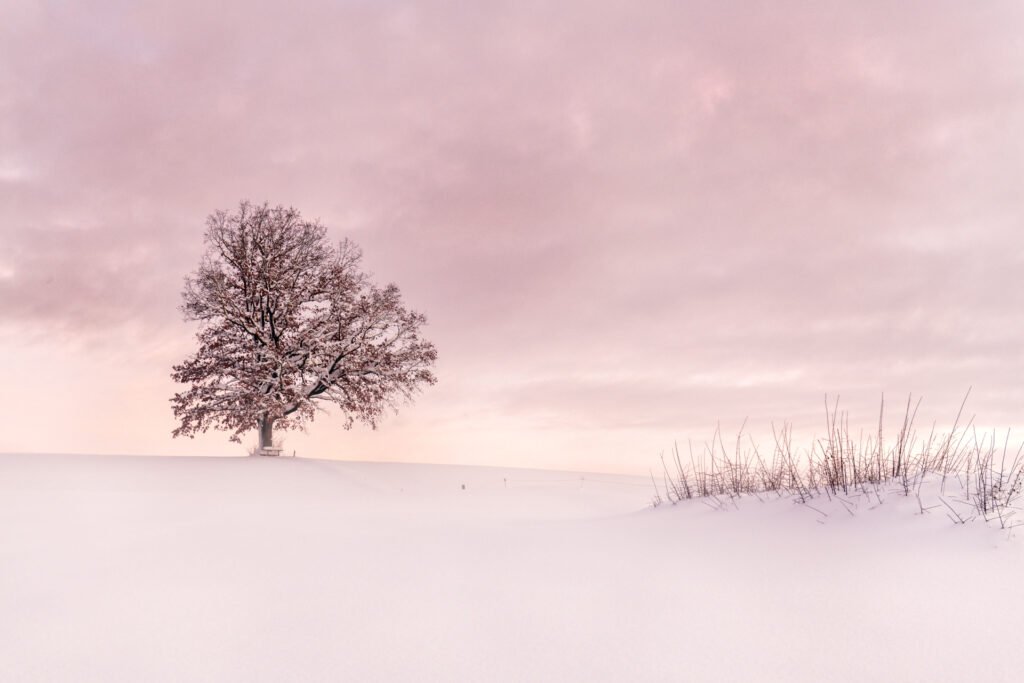Roland Seichter Fotografie - Minimalistische Fotografie - Baum im Winter - monochrom rosa