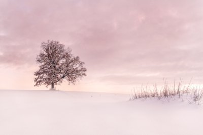Roland Seichter Fotografie - Minimalistische Fotografie - Baum im Winter - monochrom rosa
