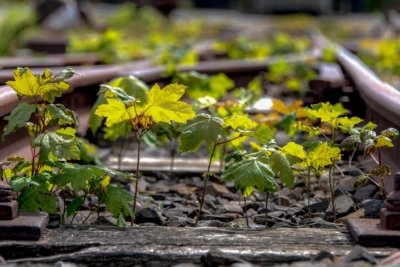 Roland Seichter Fotografie - Fotowettbewerbe - Kleine grüne Blätter, die aus einem Gleisbett herauswachsen