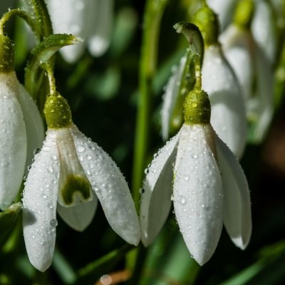 Roland Seichter Fotografie - Pflanzenfotografie - Mehrere Schneeglöckchen am Morgen mit Tautropfen