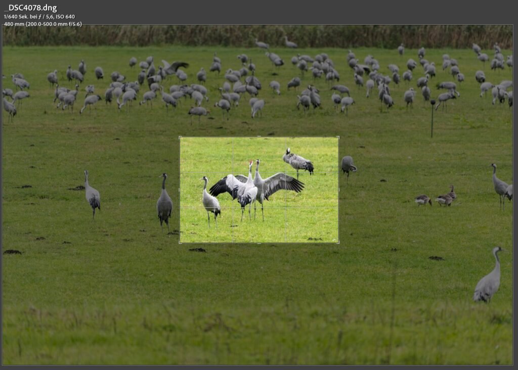 Roland Seichter Fotografie - Tiere - 2 Kraniche tanzen in der Ursprungsform