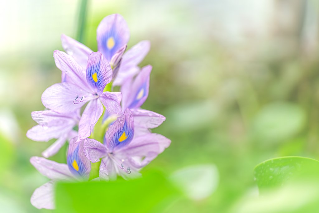 Pflanzenfotografie - Im Botanischen Garten