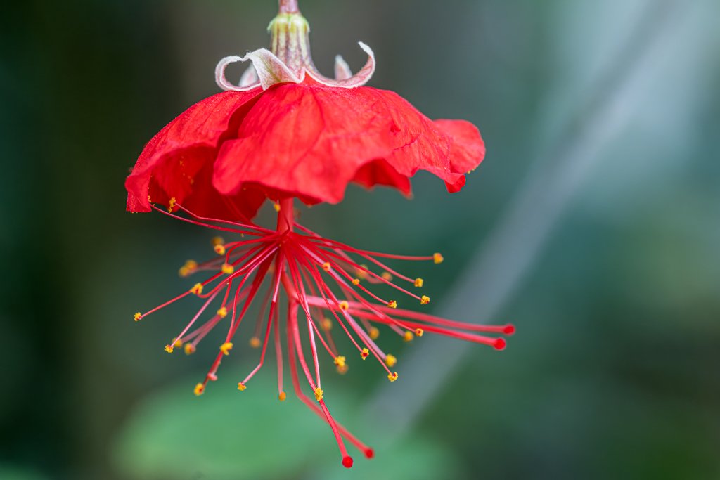 Pflanzenfotografie - Rote Blüte vor grünem Hintergrund