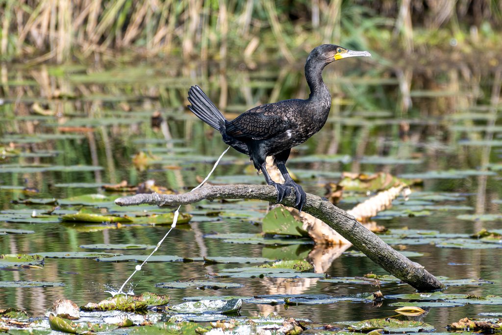 Roland Seichter Fotografier - Triefotografie - Kormoran auf einem Ast bei der Verrichtung der Notdurft