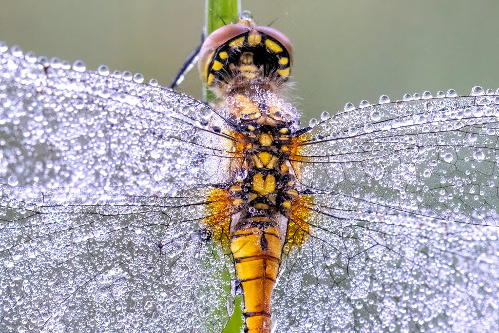 Roland Seichter Fotografie - Tierfotografie - Libelle mit vielen Tautropfen auf den Flügeln