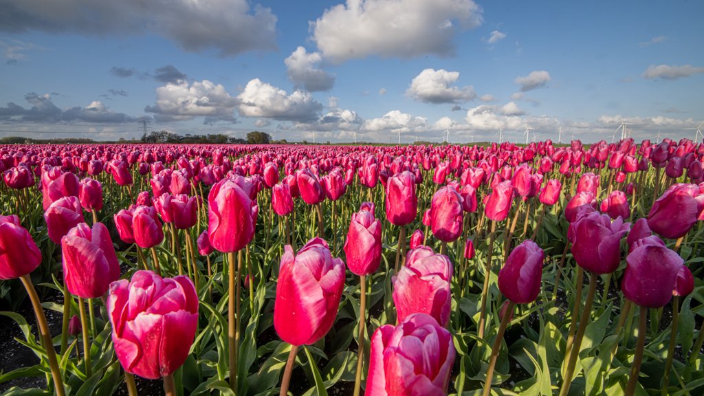 Pflanzenfotorafie - Rotes Tulpenfeld