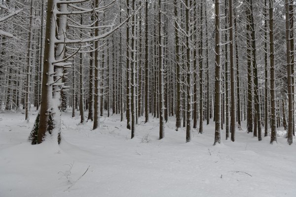 Realistische Fotografie eines verschneiten Winterwalds mit scharf abgebildeten Baumstämmen und Waldboden als Basis für ein Composing