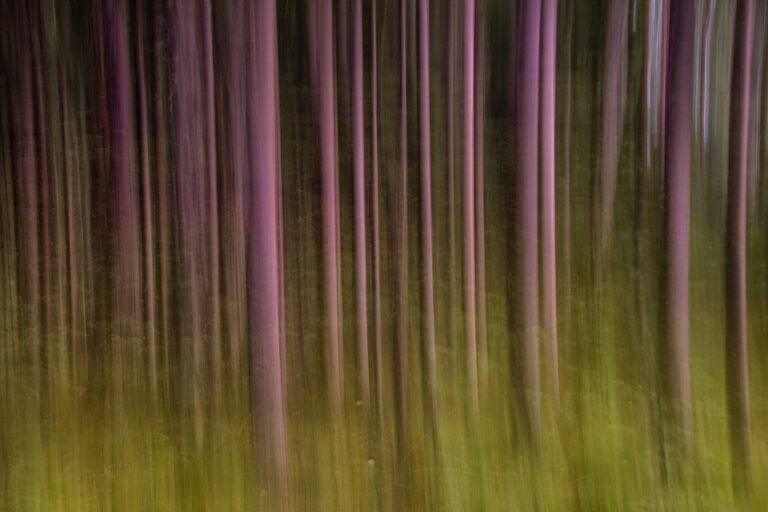 Abstrakte Fotokunst eines Waldes mit vertikalem Wischer-Effekt in Lila und Violett