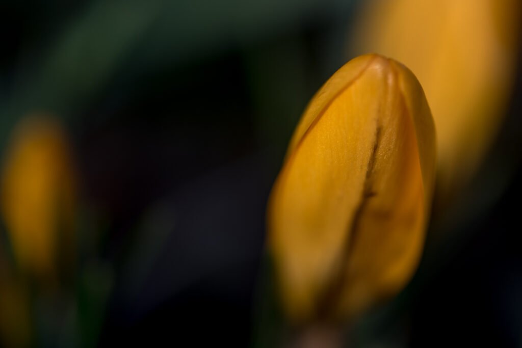 Abstrakte Makro-Fotografie einer gelben Blütenknospe vor dunklem, unscharfem Hintergrund