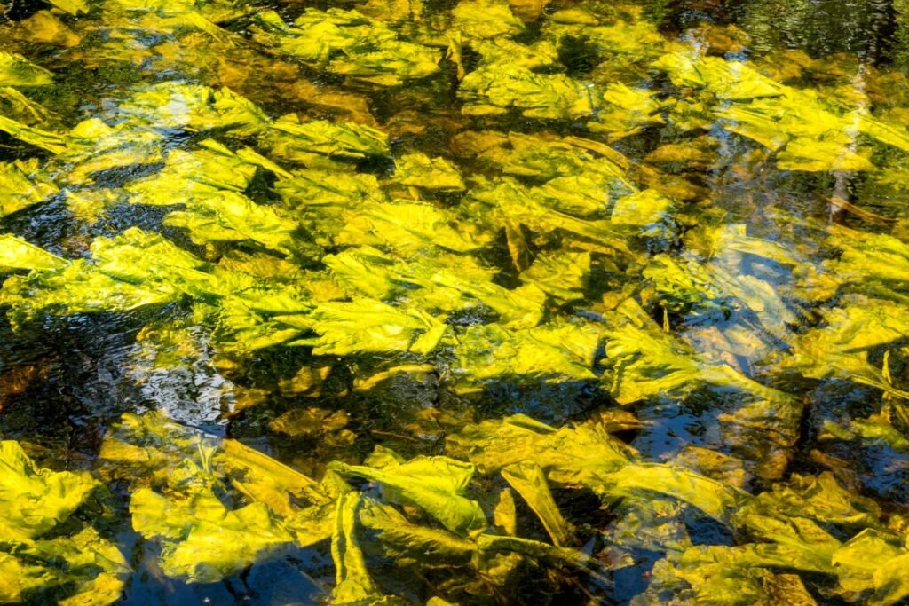Abstrakte Fotokunst von leuchtend gelben Blättern, die unter einer bewegten Wasseroberfläche mit Lichtreflexionen liegen