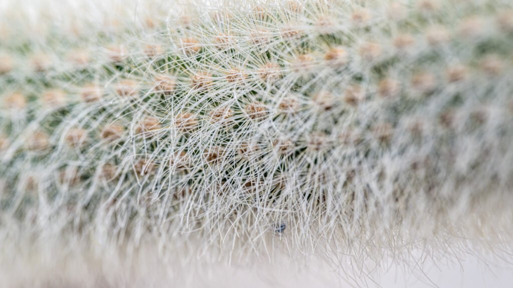 Abstrakte Makro-Fotografie von weißen Kaktus-Stacheln mit weicher Schärfentiefe