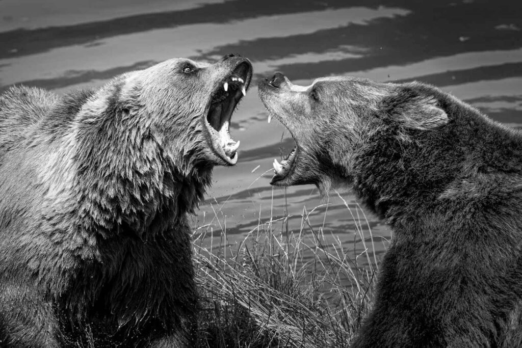 Schwarz-weiß Fotografie zweier Grizzlybären während einer lautstarken Auseinandersetzung am Ufer.