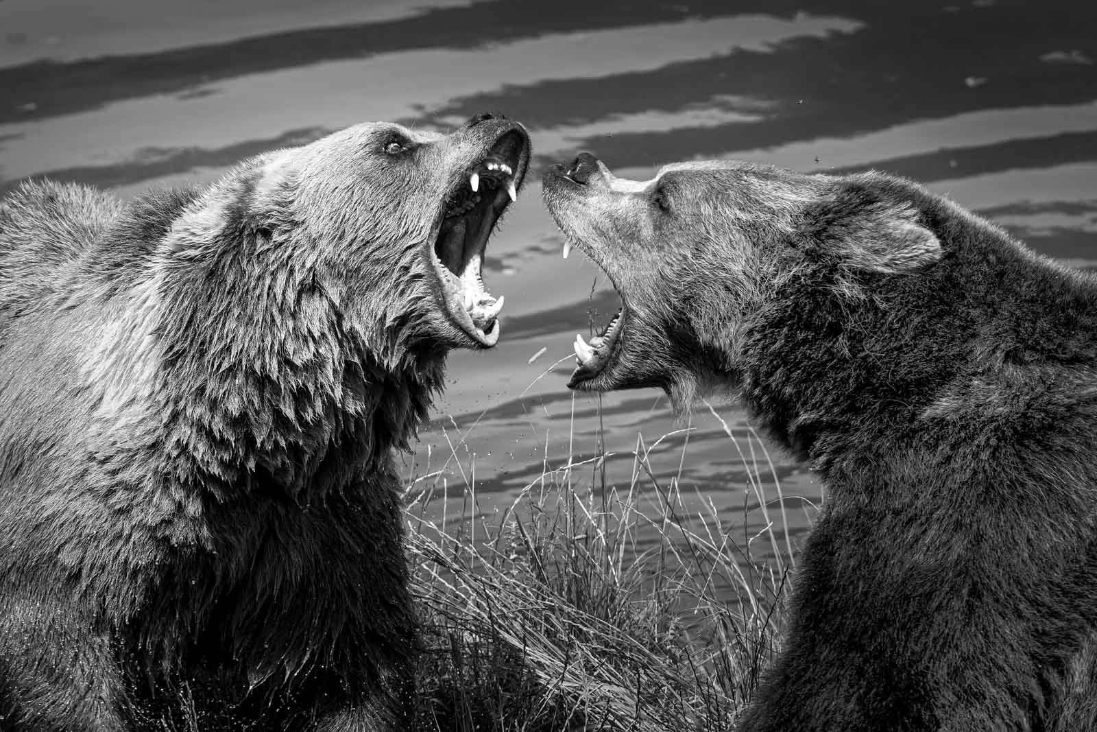 Schwarz-weiß Fotografie zweier Grizzlybären während einer lautstarken Auseinandersetzung am Ufer.