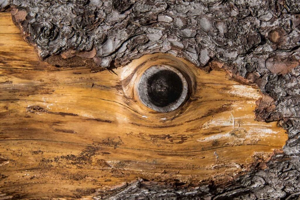 Makroaufnahme einer Baumrinde mit einer Aststelle, die wie ein Auge geformt ist.